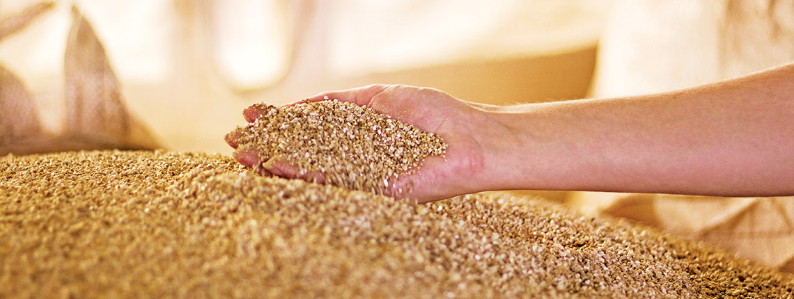 Mão selecionando grãos